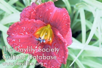 Daylily Broadway Valentine